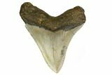 Fossil Megalodon Tooth - North Carolina #166988-1